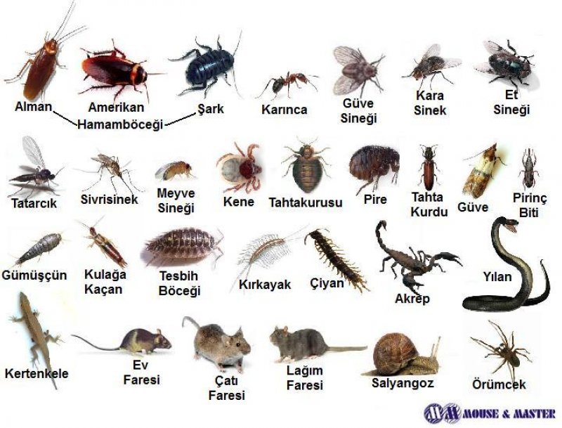 Sık Görülen Haşereler Tablosu